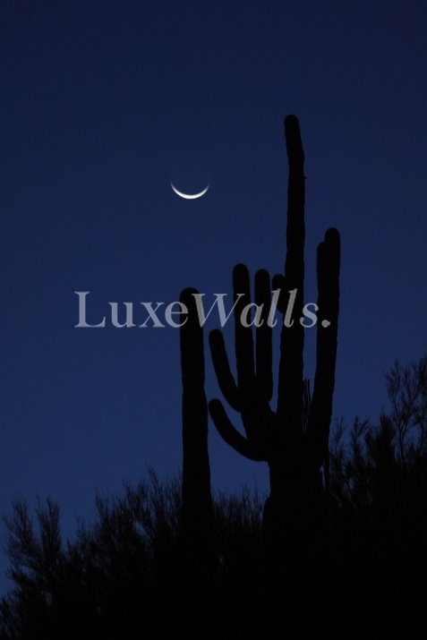Moon and Cactus Wallpaper | Luxe Walls - Removable Wallpapers